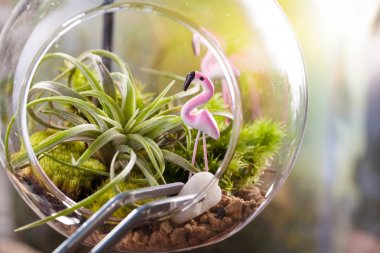 Terrarium bahçe sahne Tillandsia, çakıl ve içinde flamingo oyuncak ve paslanmaz forseps süslemeleri ile cam top şeklinde