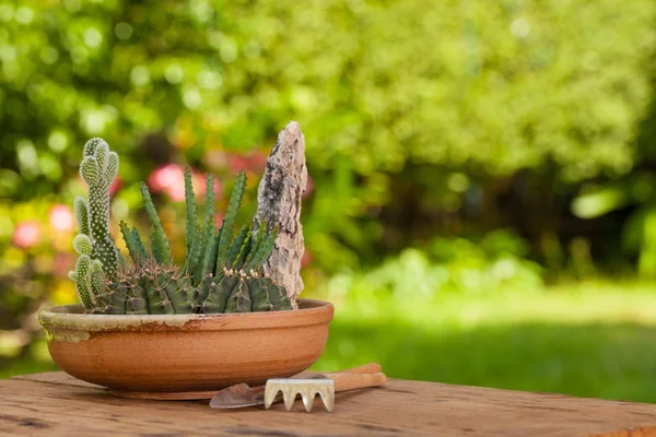 Mini kaktüs Bahçe geniş pot veya yuvarlak Seramik Tepsi ile Bahçe aletleri düzenlenmiş taş koymak