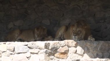 Aslan hayvanat bahçesinde uyku