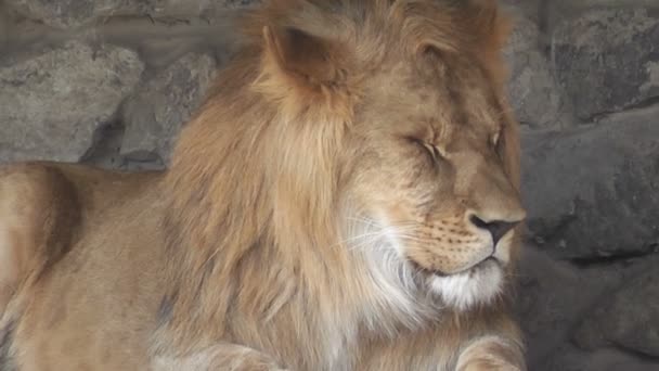 Leão Zoológico Perto — Vídeo de Stock