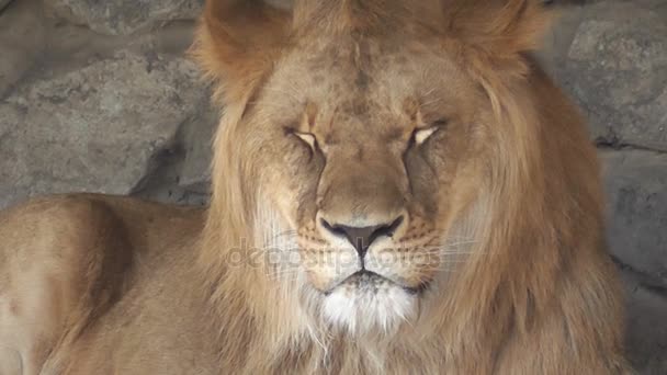 狮子在动物园关闭 — 图库视频影像