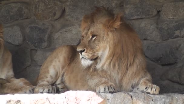 León Zoológico — Vídeo de stock