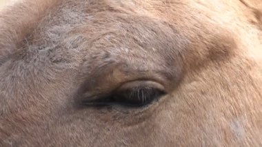 göz at yakın çekim