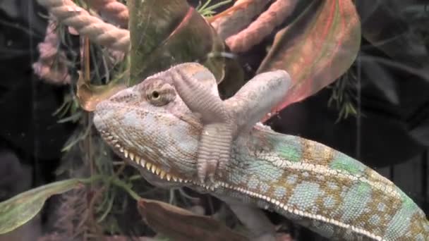 Caméléon Dans Terrarium — Video