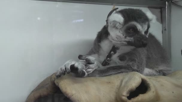Lemur Zoológico Ciudad — Vídeo de stock