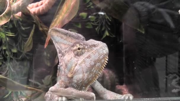 caméléon dans le terrarium