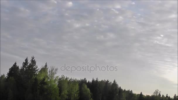 Estate Cielo Timelapse Sopra Foresta — Video Stock