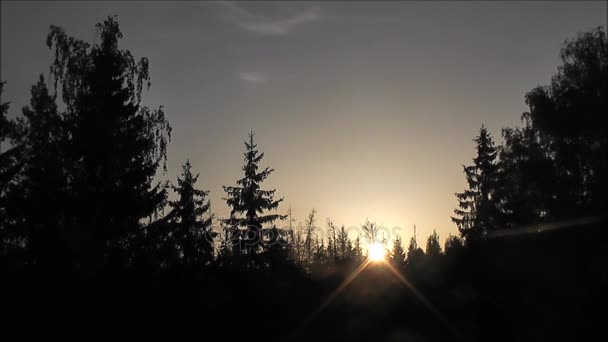林の夕刻を撮影 — ストック動画
