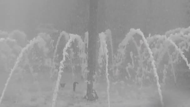 雨の日間近の泉 — ストック動画