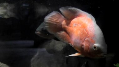 Akvaryum balık Astronotus