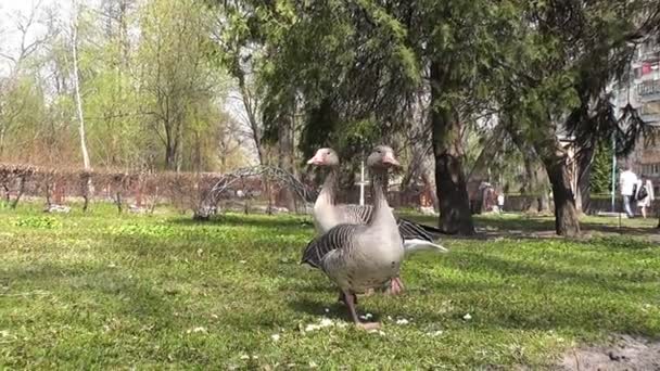 Gans Zoosommer — Stockvideo