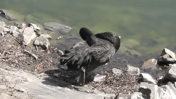 池の岸にブラック スワン睡眠 — ストック動画