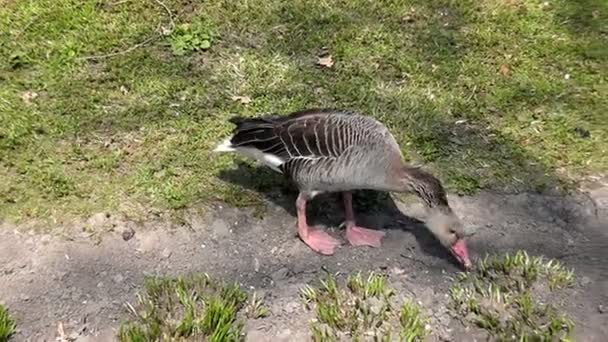 Ganso Verão Zoológico — Vídeo de Stock