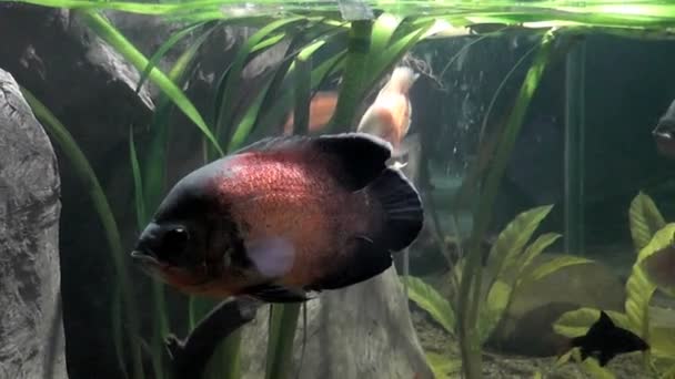 ปลา Astronotus ในพ — วีดีโอสต็อก