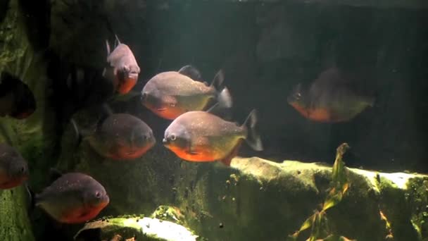 piranha de poissons dans l'aquarium 