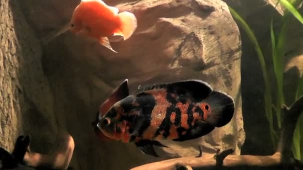 Fisch Astronotus Aquarium — Stockvideo