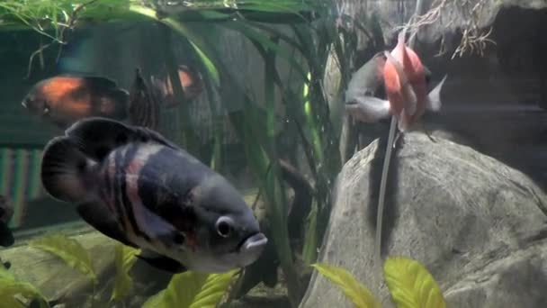 Fisk Astronotus Akvarium — Stockvideo