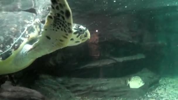 Черепаха Плавает Аквариуме — стоковое видео