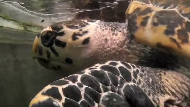 Черепаха Плавает Аквариуме — стоковое видео