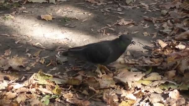 秋の公園でハトが歩いていると離陸 — ストック動画