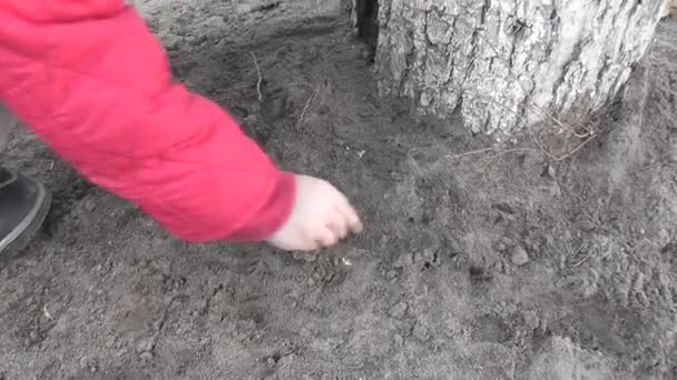 Menino Brincando Com Chão Perto Árvore — Vídeo de Stock