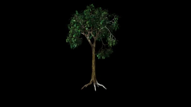 Árvore Maçã Girar Animação Fundo Preto — Vídeo de Stock