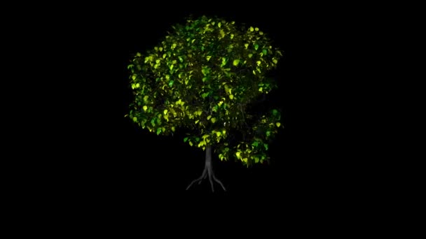 Arbre magnolia rotation animation 3d sur le fond noir 