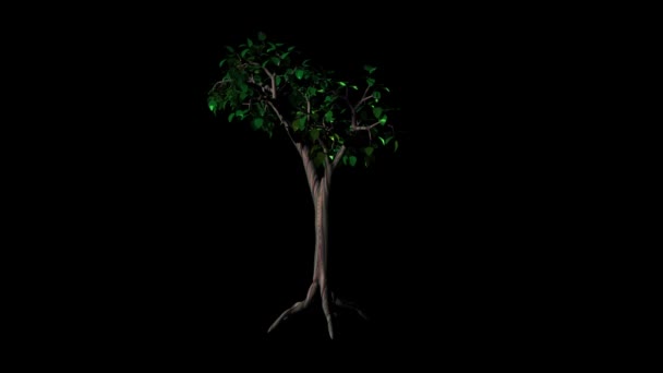 Tree Pine Rotate Animation Black Background — Stock Video