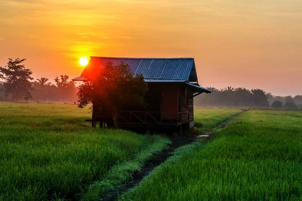Pirinç çeltik alan sırasında güzel resim güzel bir görünümü