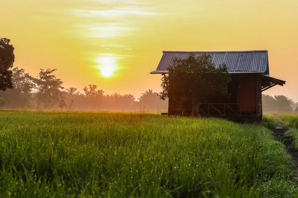 Pirinç çeltik alan sırasında güzel resim güzel bir görünümü