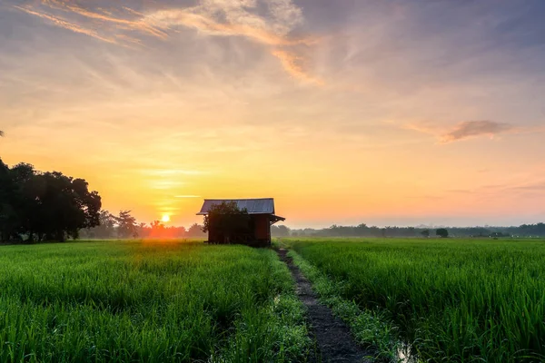 Pirinç çeltik alan sırasında güzel resim güzel bir görünümü
