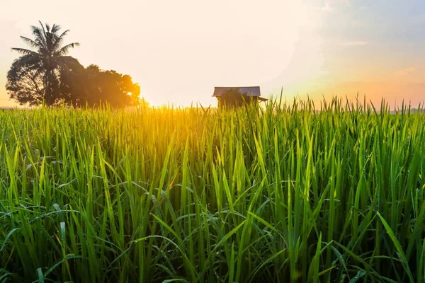 Фотография рисового поля во время урожая Стоковое Фото
