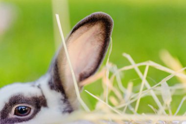 Mix Teddybear tavşan yeşil arka plan