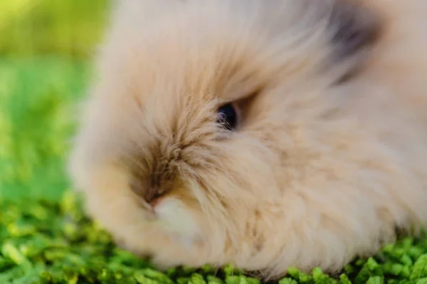 Mini-Kaninchen aus Satin auf grünem Hintergrund im Käfig — Stockfoto