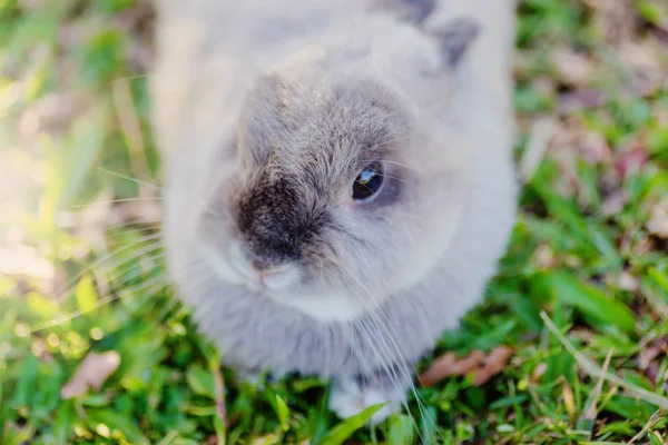 Hollanda cüce tavşanı yeşil arka plan, mix — Stok fotoğraf