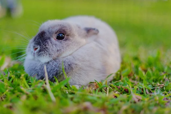 Hollanda cüce tavşanı yeşil arka plan, mix — Stok fotoğraf