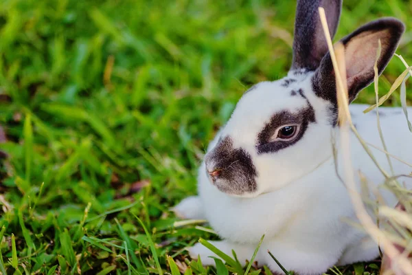 Mix Teddybär Kaninchen auf grünem Hintergrund — Stockfoto