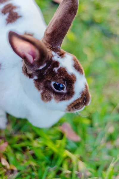 Mix Teddybär Kaninchen auf grünem Hintergrund — Stockfoto