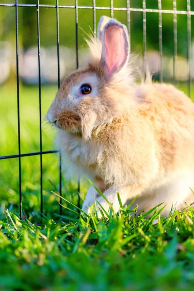 Mix Löwenkopfkaninchen auf grünem Hintergrund — Stockfoto