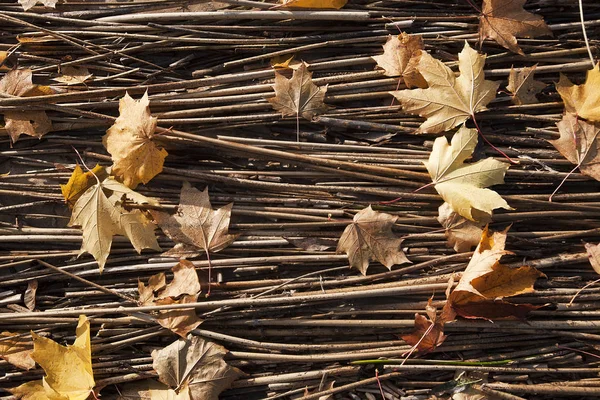 黄色の紅葉 — ストック写真