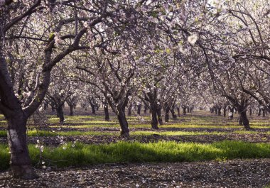 Badem ağaçları çiçek