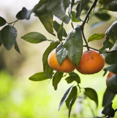 Mandalina ağaçları meyve ile