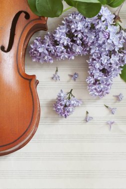 Violin and flowers of lilac