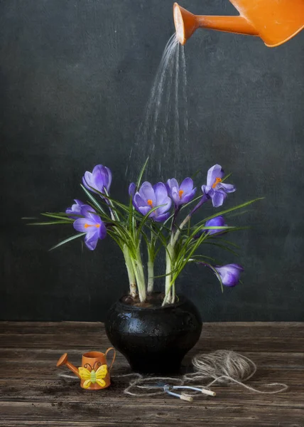 Close Purple Flowers Black Flowerpot Wooden Table — Stock Photo, Image