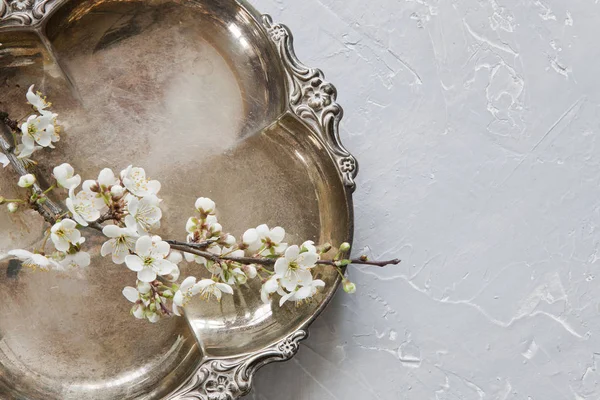 Close Photo Beautiful Flowering Cherry Tree Branch Metal Vintage Tray — Stock Photo, Image