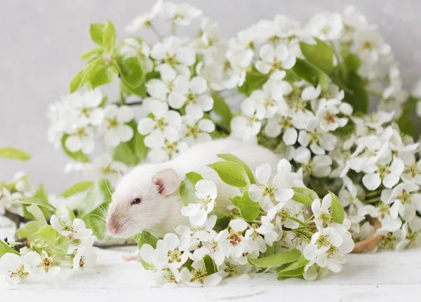 Крупный План Фото Милой Белой Мыши Красивых Цветущих Ветвей Вишни — стоковое фото
