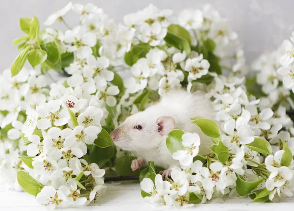 Close Photo Cute White Mouse Beautiful Flowering Cherry Tree Branches — Stock Photo, Image