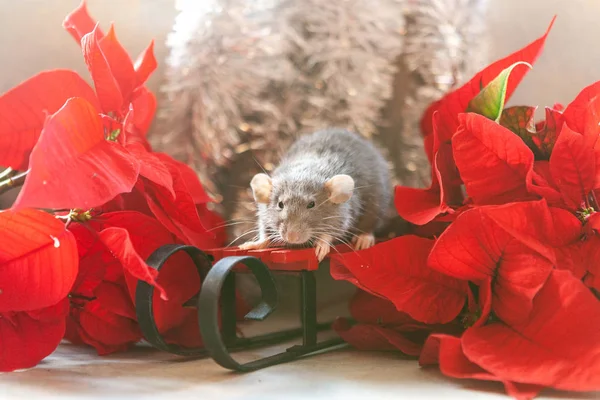 Cute little grey rat, mouse sitting on red sledges with poinsett — Stock Photo, Image