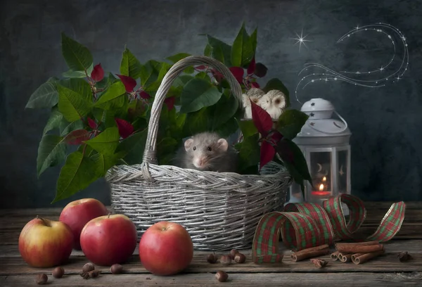 Tikus kecil lucu abu-abu, tikus duduk di keranjang — Stok Foto