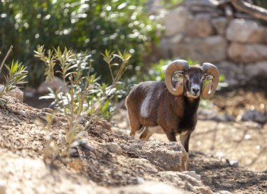 Mouflon Rocky Dağı Bighorn Koyunları Terra Natura Hayvanat Bahçesi, Benido